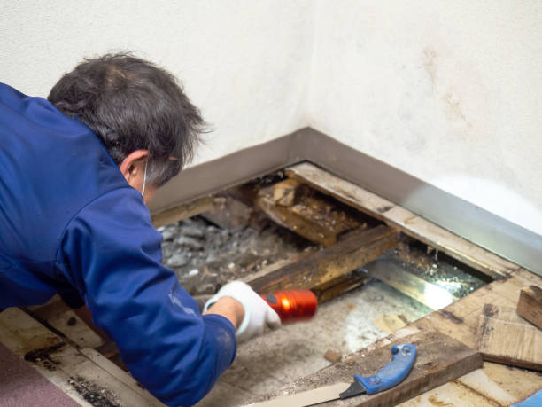 Home Mold Removal in Port Huron, MI