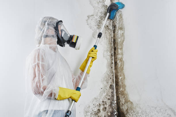 Best Attic Mold Removal  in Port Huron, MI