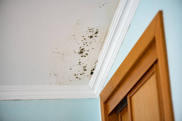 Best Black Mold Removal  in Port Huron, MI