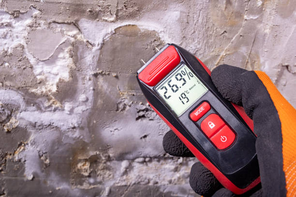 Best Commercial Mold Removal  in Port Huron, MI