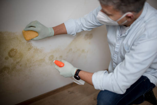 Best Residential Mold Removal  in Port Huron, MI