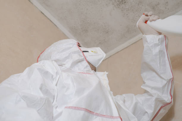Best Mold Remediation Experts  in Port Huron, MI