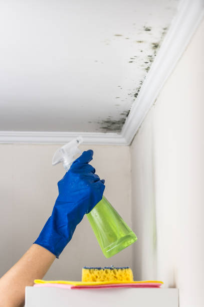 Best Residential Mold Removal  in Port Huron, MI
